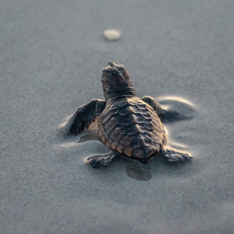 Photo by Malcolm Hawker of a turtle on the beach